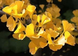 Ginkgo Leaf Extract