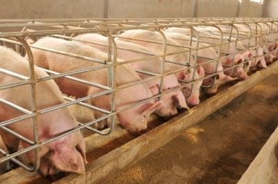 Jaka jest rola ekstraktu z liści miłorzębu w produkcji trzody chlewnej?