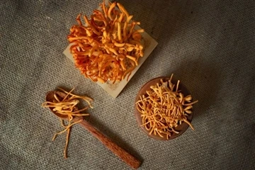 4 Perspektywy zastosowania Cordyceps Militaris Cordycepin